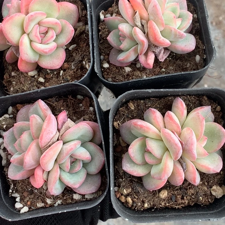 泡芙双头 粉 （满9.99包邮不满9.99发叶子）