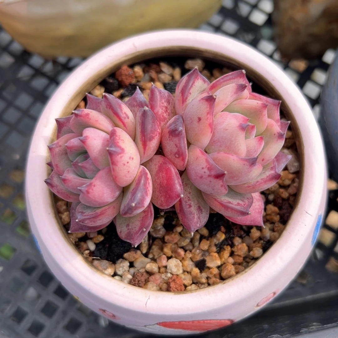 红拉糖（满38包邮）多肉