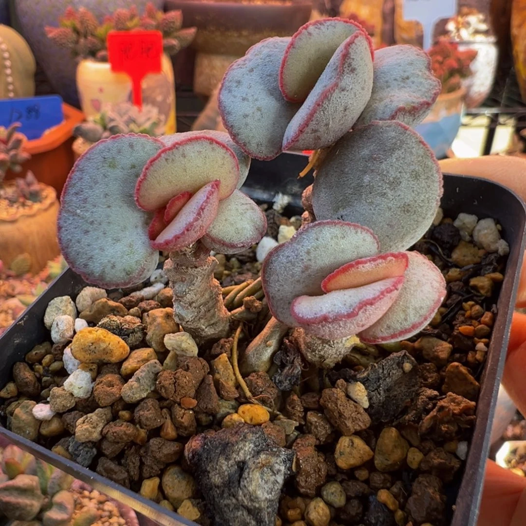 一物一拍带盆发货