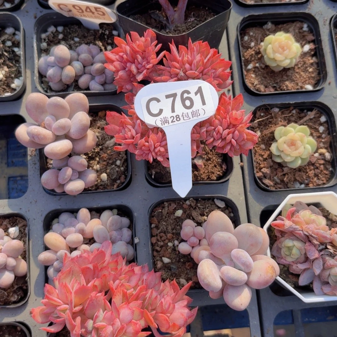 楠***.C761绮罗缀一物一拍