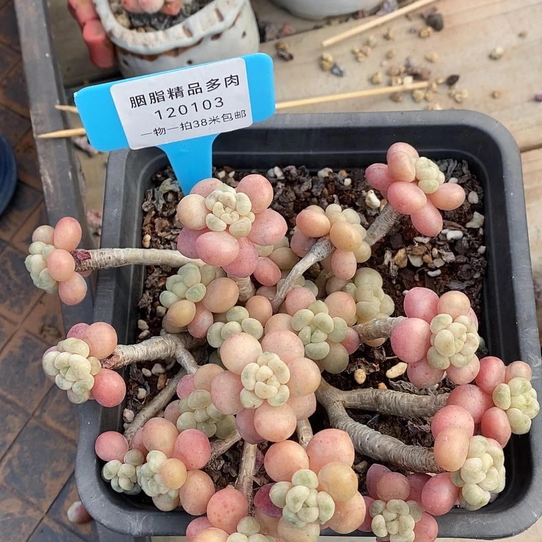 103投诉璐璐魔芋小雨