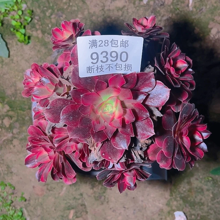 9390美杜莎多肉植物