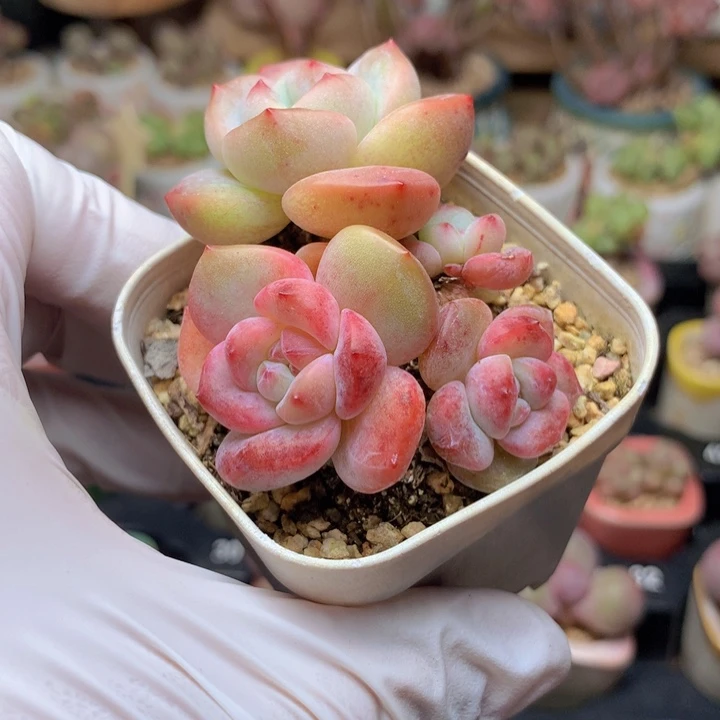 160# 星影 其中三头变异常年红 不易掉的色