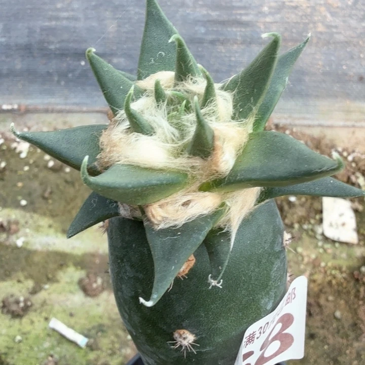 无花朵168细勾尤龙牙牡丹