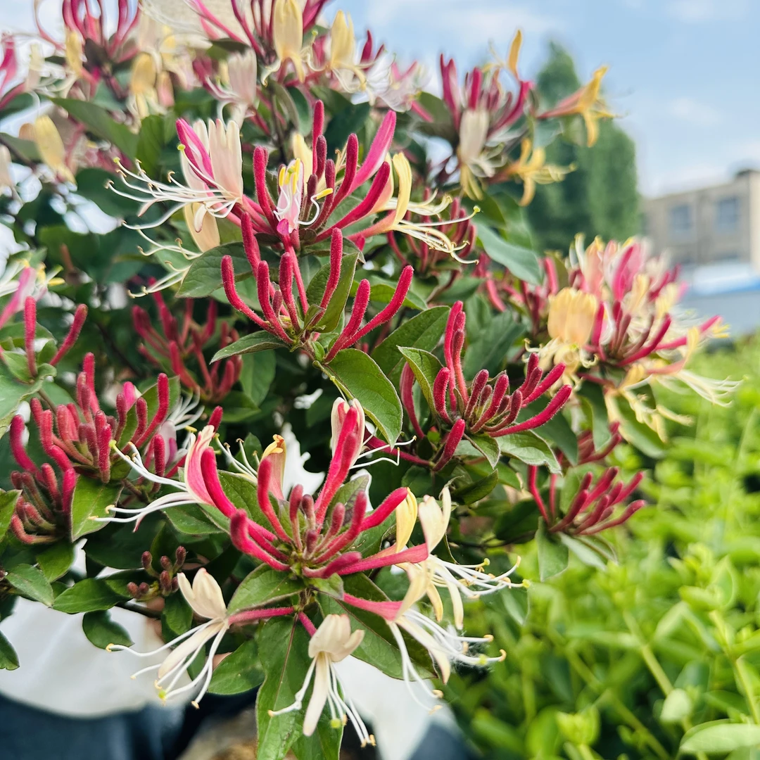 产地直发买一送一树形四季多彩红金银花树苗浓香食用泡茶盆栽地栽