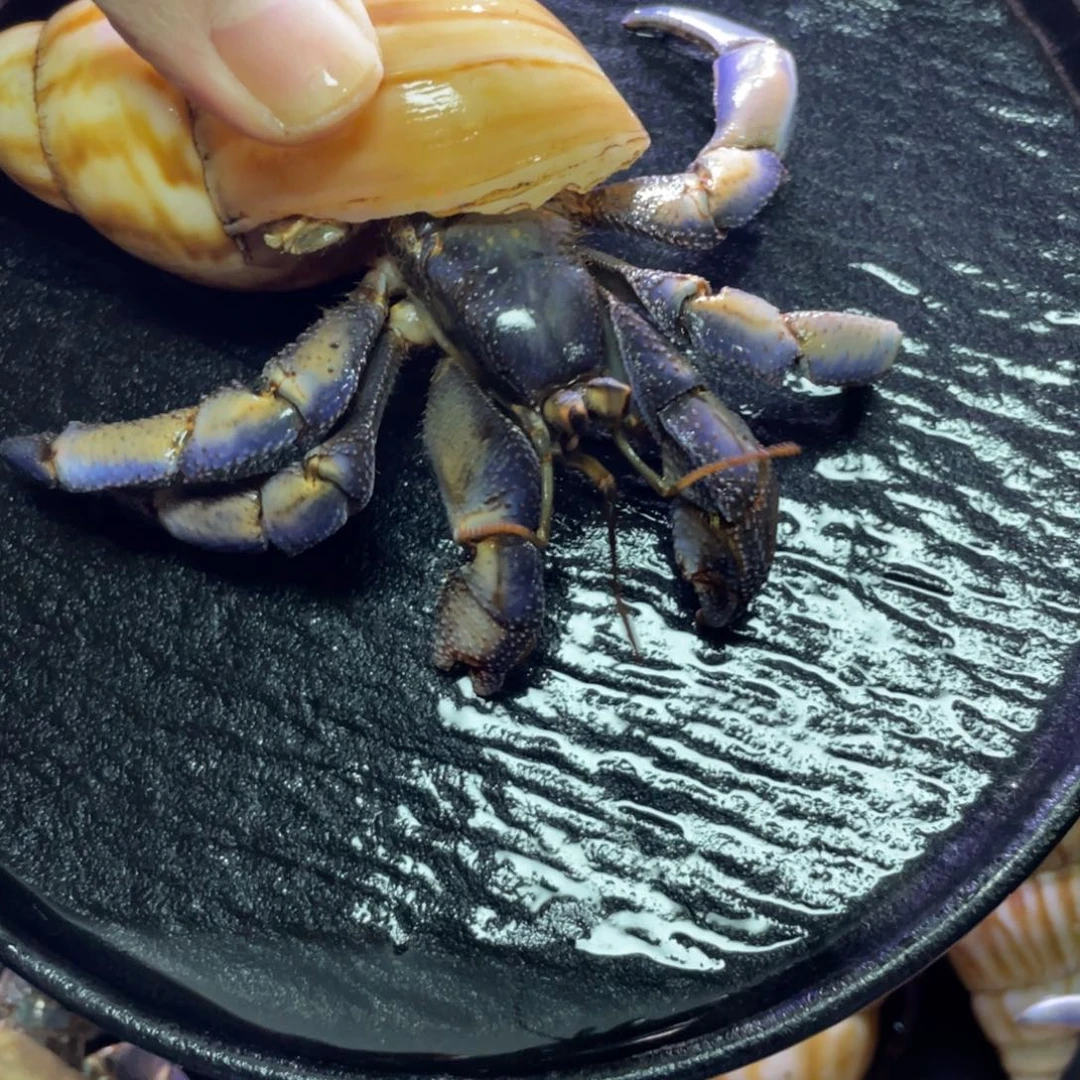 寄居蟹寄居蟹寄居蟹