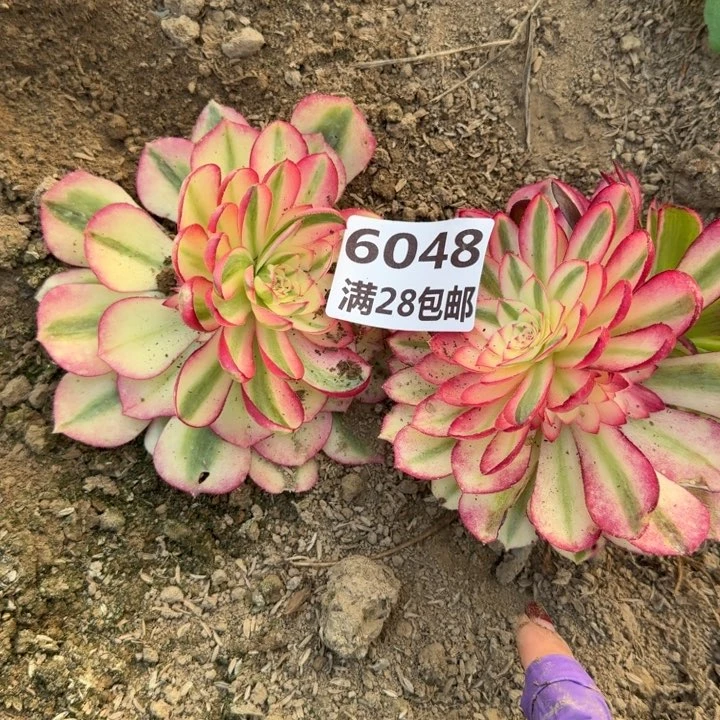 6048二号棚倾城两个多肉M