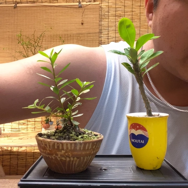 一物一拍所见即所得266