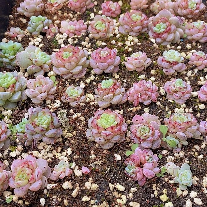 81 多肉植物盆栽花卉植物