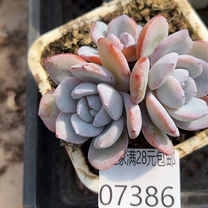 幸运的人会遇到你幸运