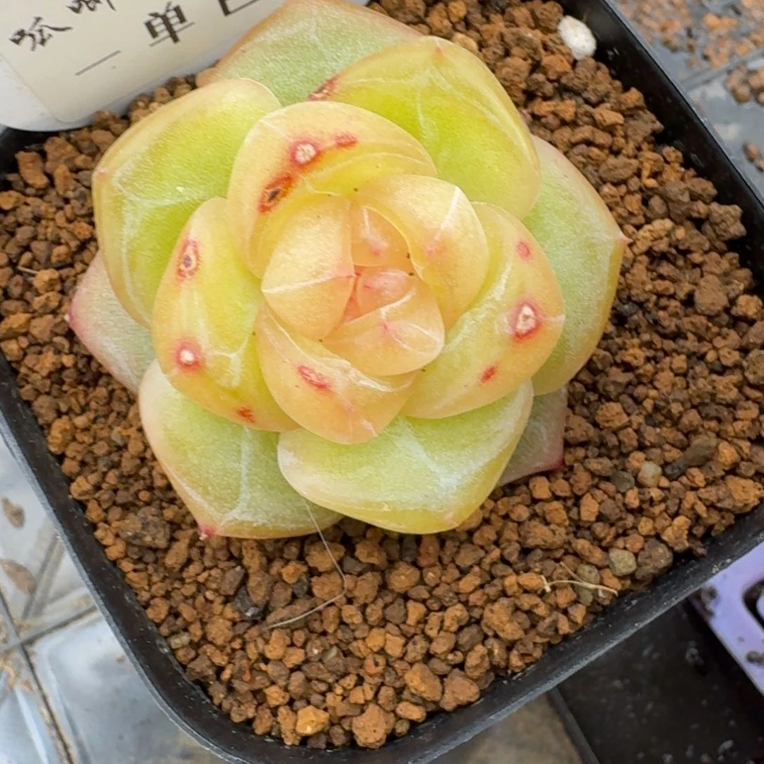 顶****玩0417-057-3007西柚