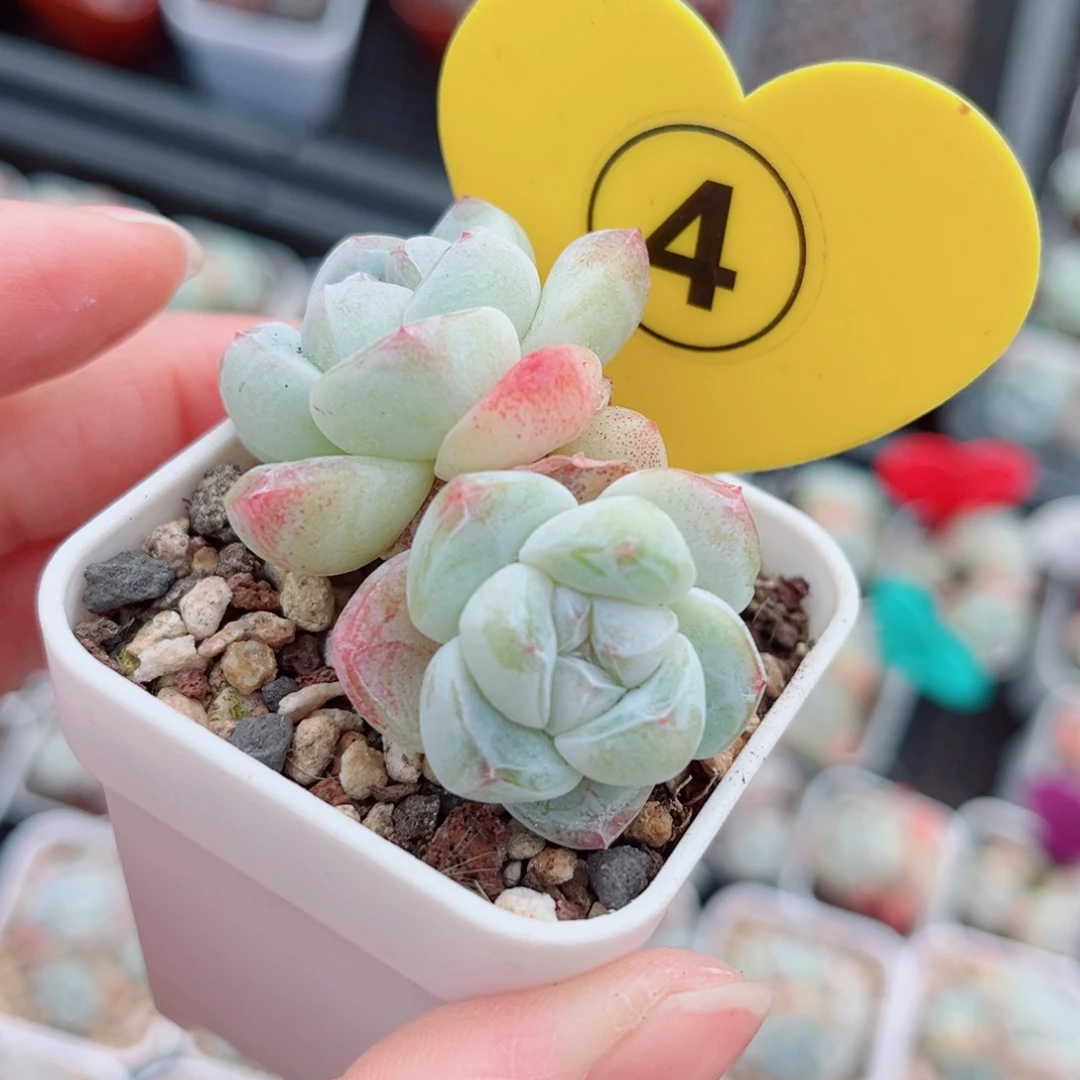 4号小老桩冰玉群3头