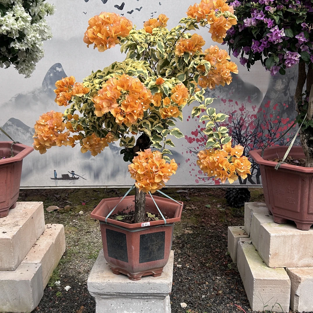 三角梅金边老桩盆景盆栽紫薇树地栽绿植花卉道歉韩国