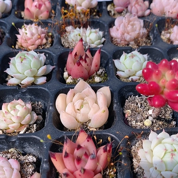 112 多肉植物盆栽花卉植物