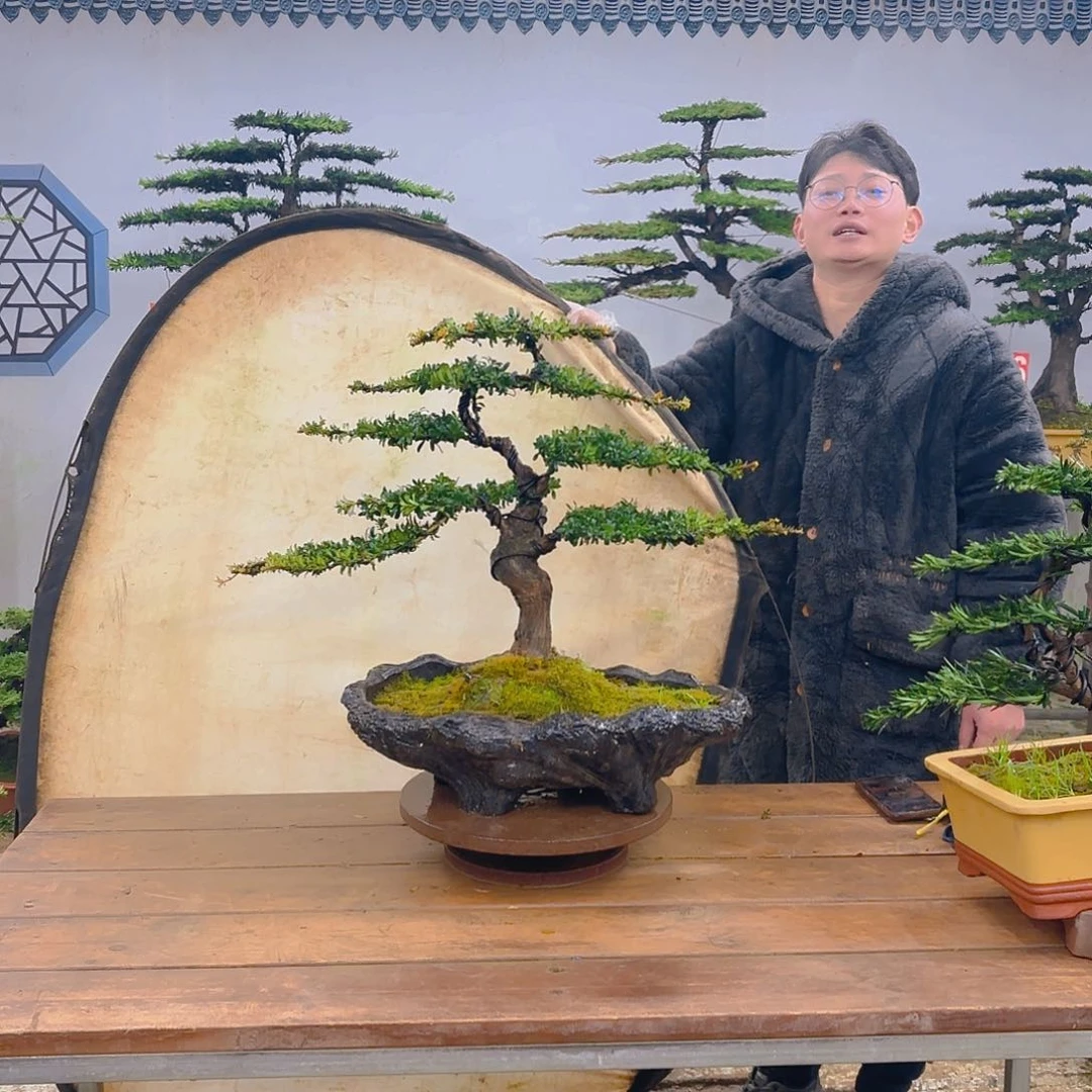木红芽罗汉松带盆