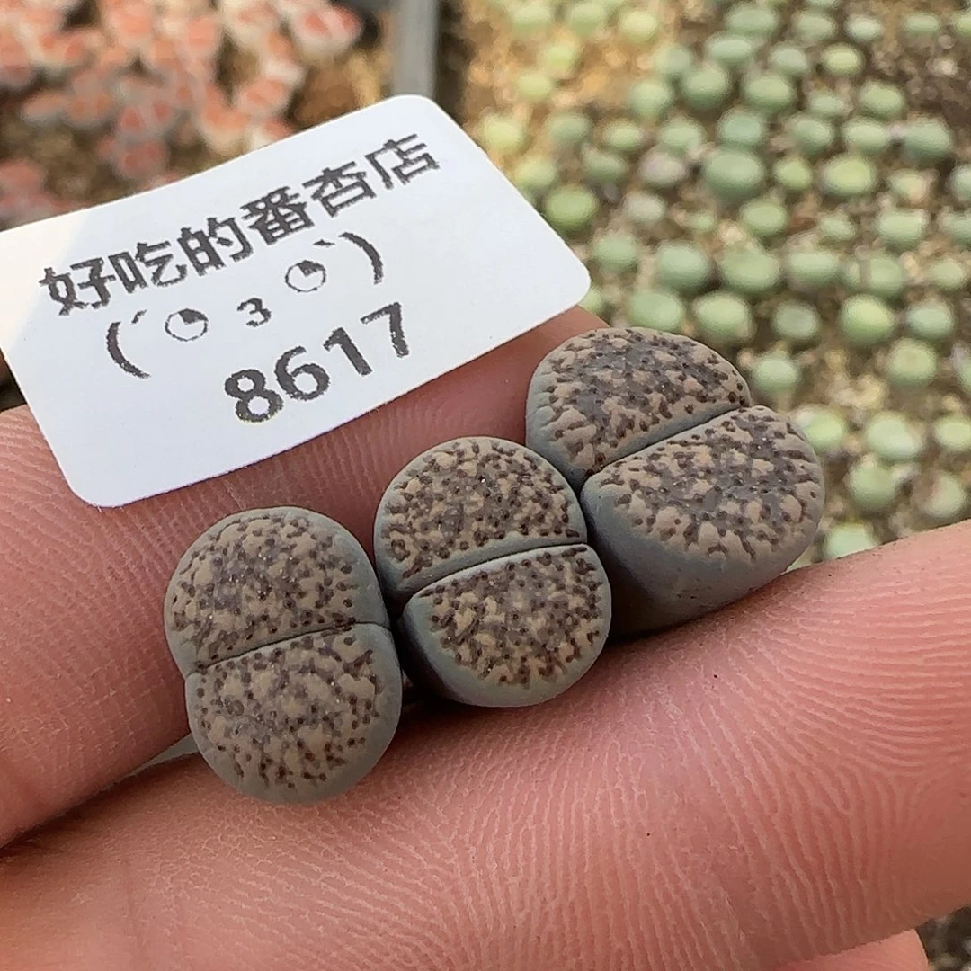 8617。默认脱土。18包邮。偏远88包邮