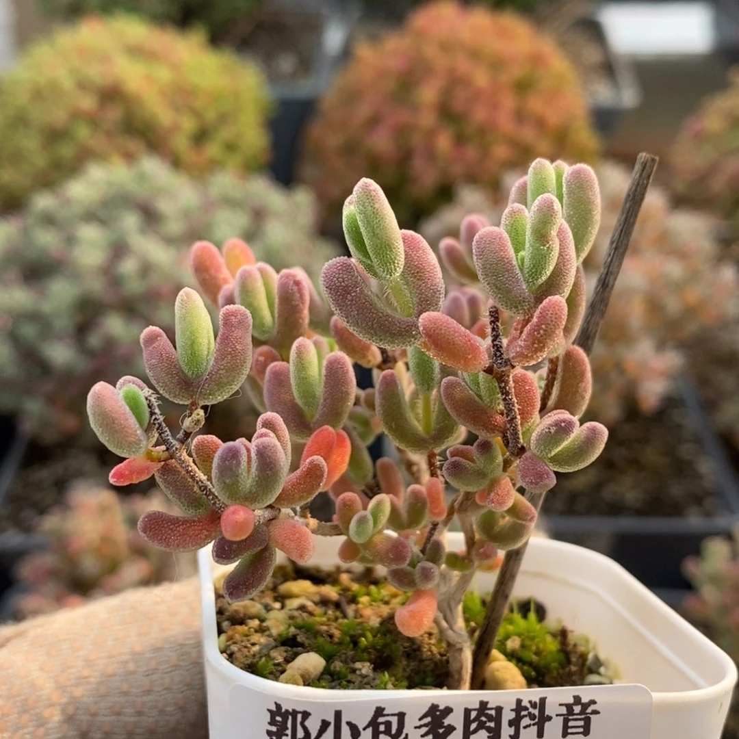 小**¥优选红叶8556枝干番杏