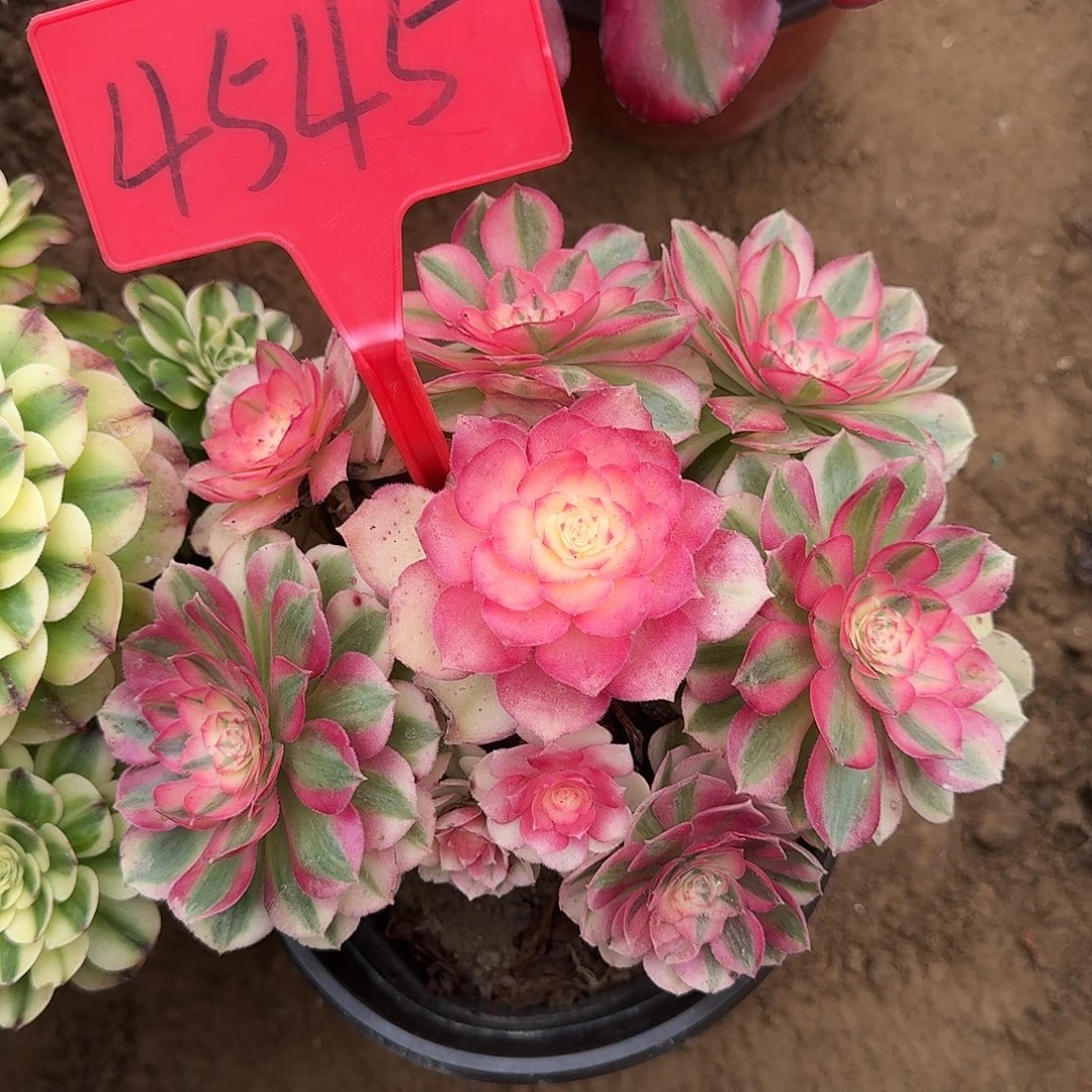 4545倾城多肉法师