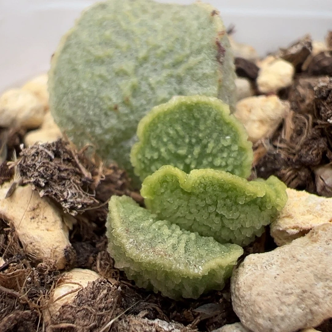 绿色冰透纹实生新品大苗