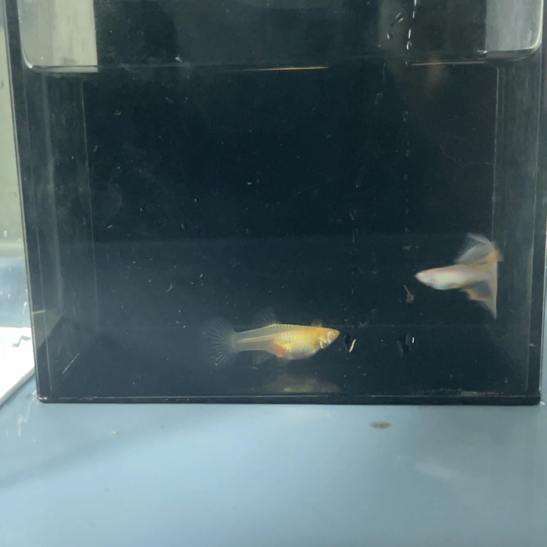 孔雀鱼金粉一对开箱视频报损