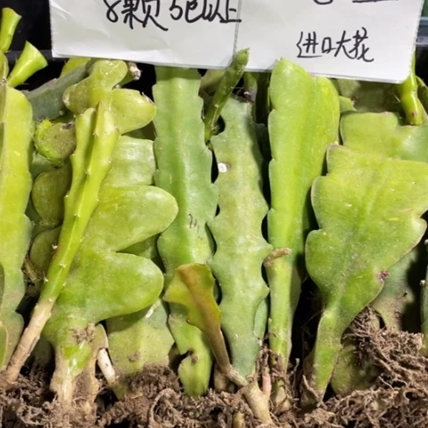 当前无花栽培后可以开花8颗五色以上