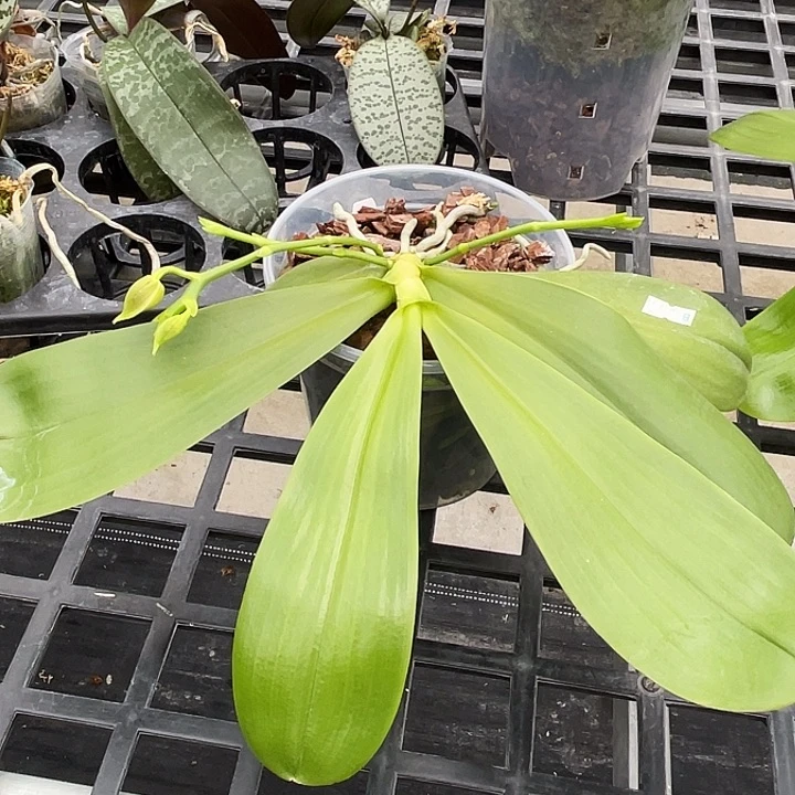 大部分开放少量花苞爱丽公主福利