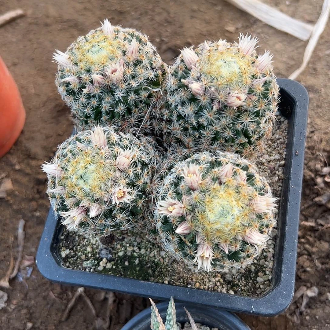 多肉植物多肉植物