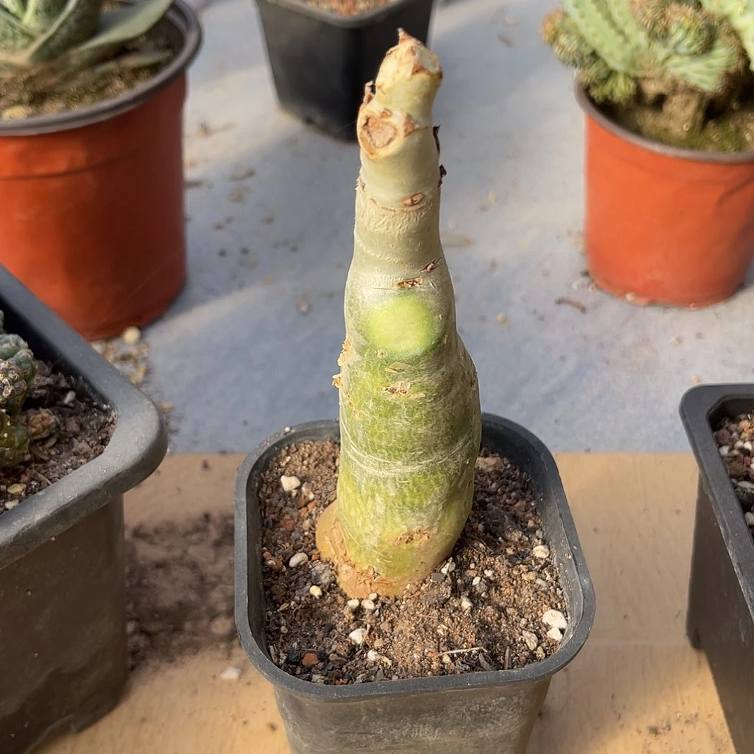 实生祖提葡萄翁块根一物一拍