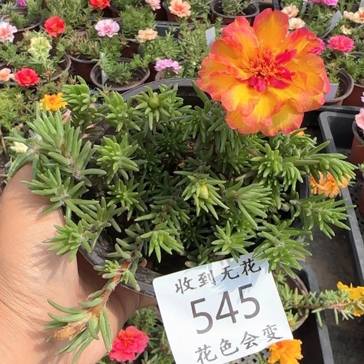 无花朵545特殊色超小苗盆口10cm