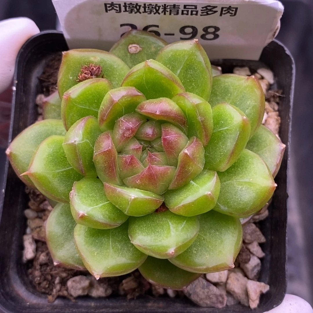 【闪购商品】26-98