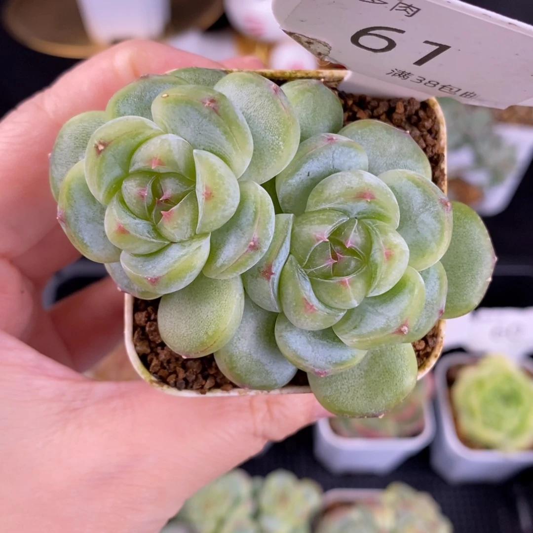 胖珍妮双头61号一颗