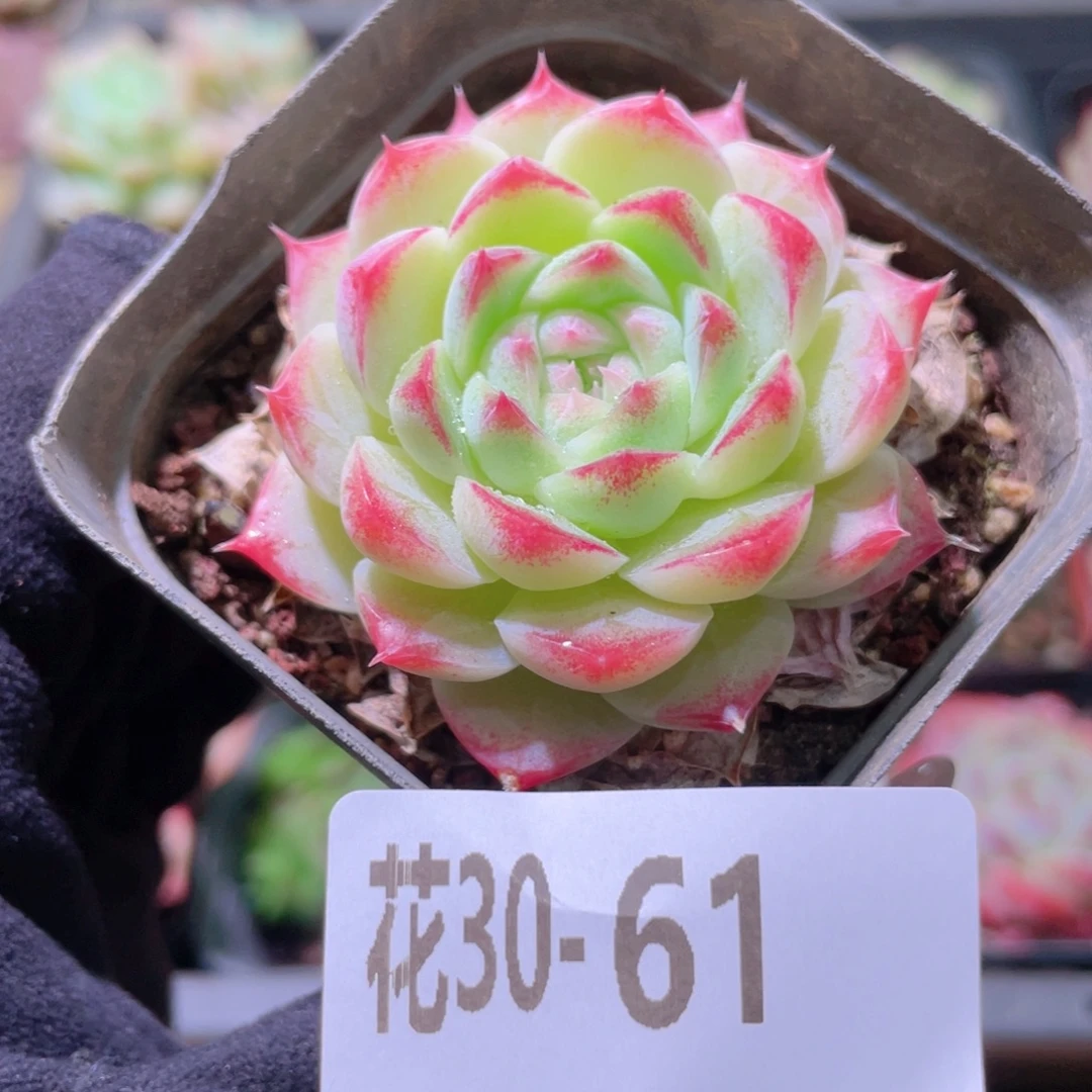 花利美30-61美瞳单头