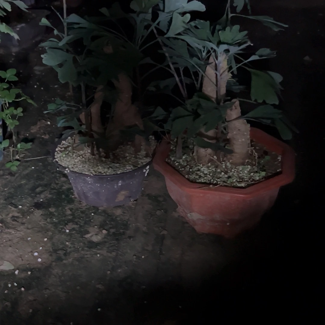 一***物无花朵银杏笋带盆