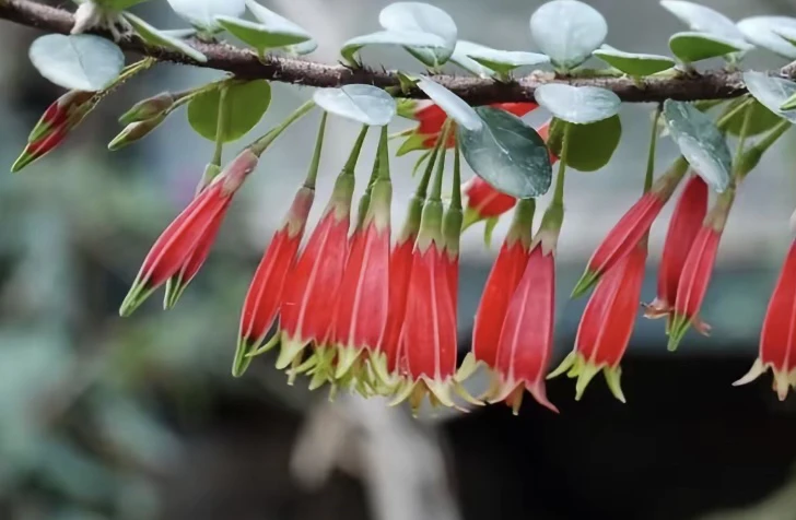 云南网红树萝卜五翅梅
