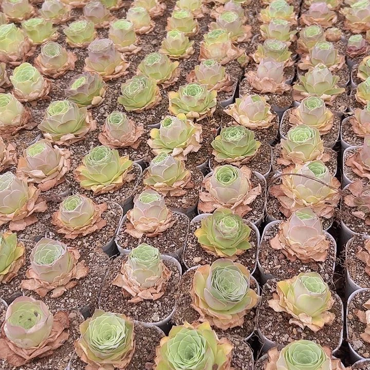 山地玫瑰多肉植物山地15颗