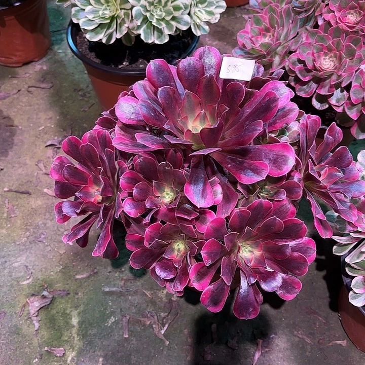 多肉植物美杜莎00586