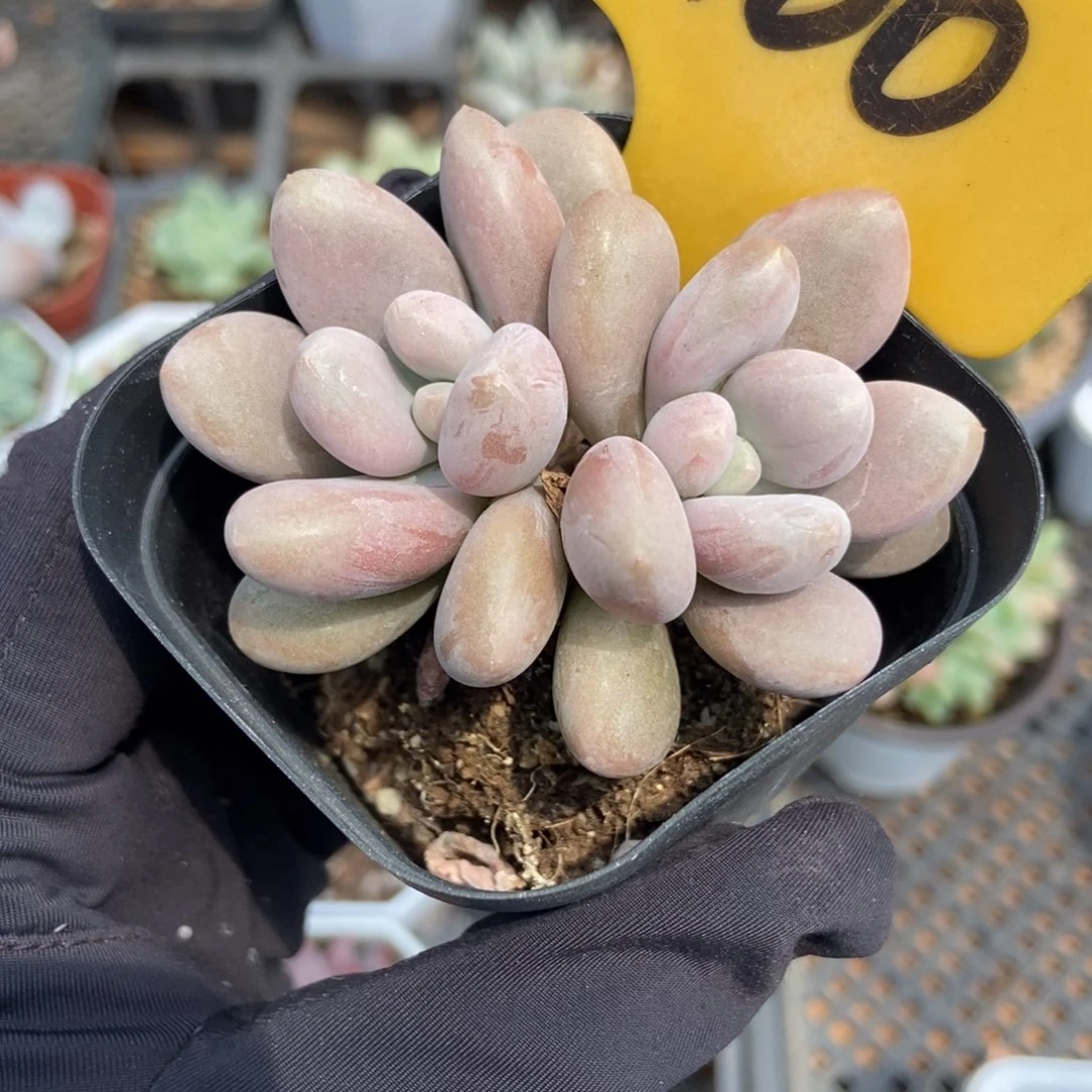 2100原始虞美人多肉植物保护