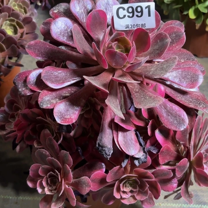 瑞妈多肉植物991