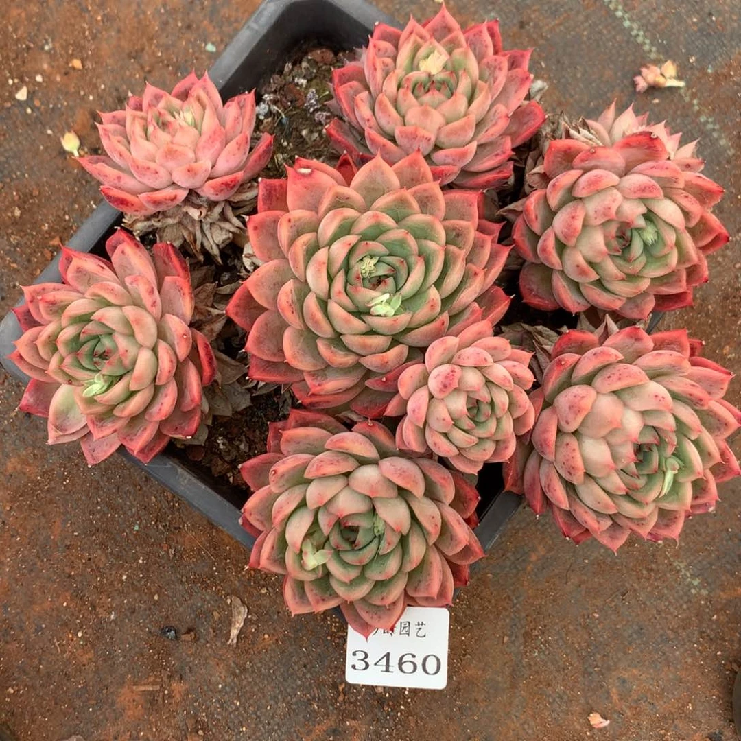 3460杂交精品基地20厘米