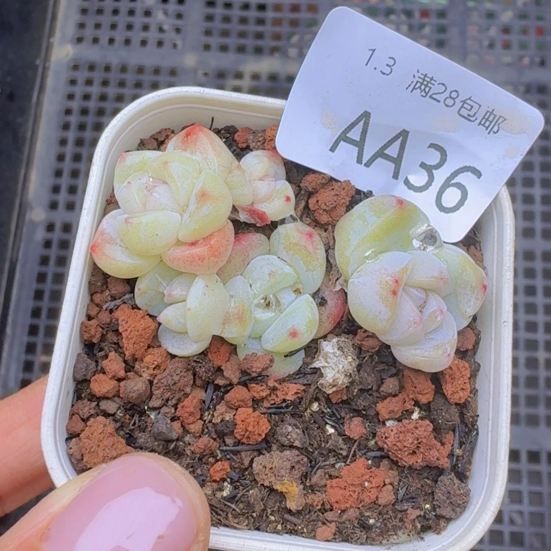 5头冰玉一颗带盆发货