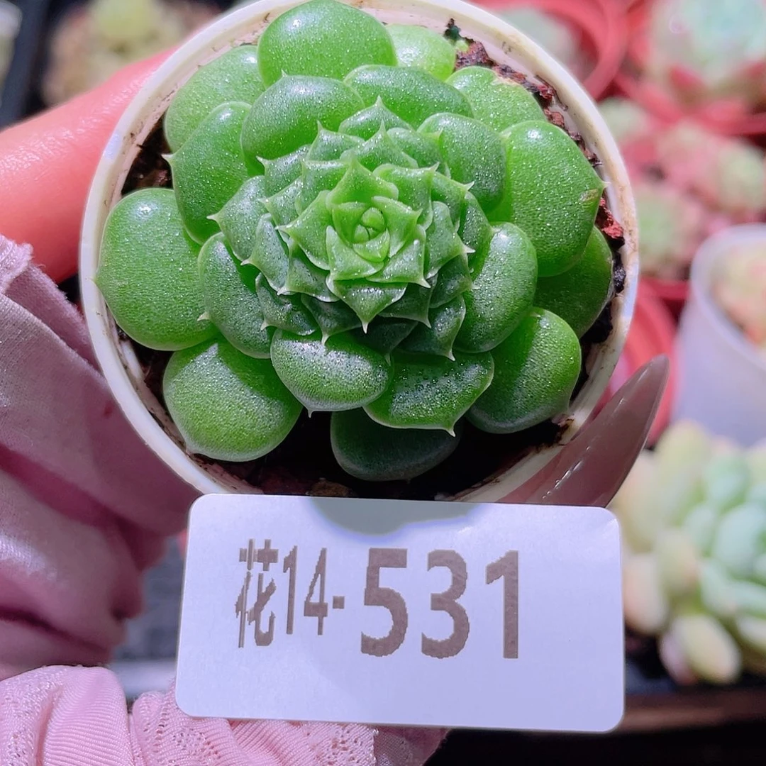 花利美14-531新品