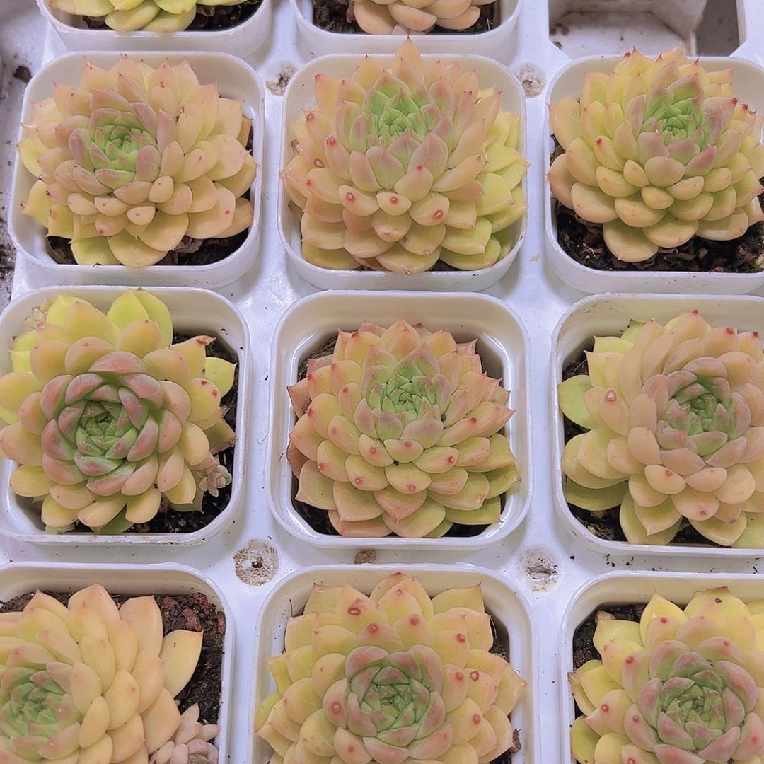 黄金麦杆19包邮多肉