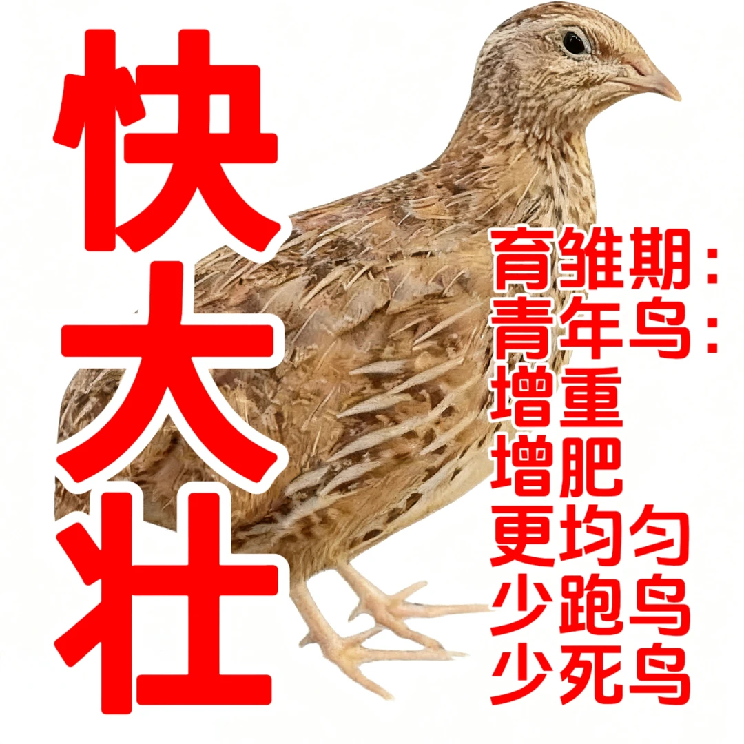 鹌鹑快大壮蛋肉鹌鹑苗青年鸟促长增重催肥更均匀上笼少跑鸟少死鸟