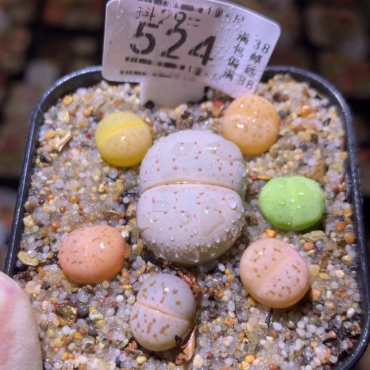 生石花多肉29.524