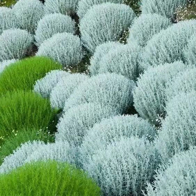 香叶绵衫菊香草苗 银香菊香草盆栽  驱虫驱蚊小灌木园林花镜庭院