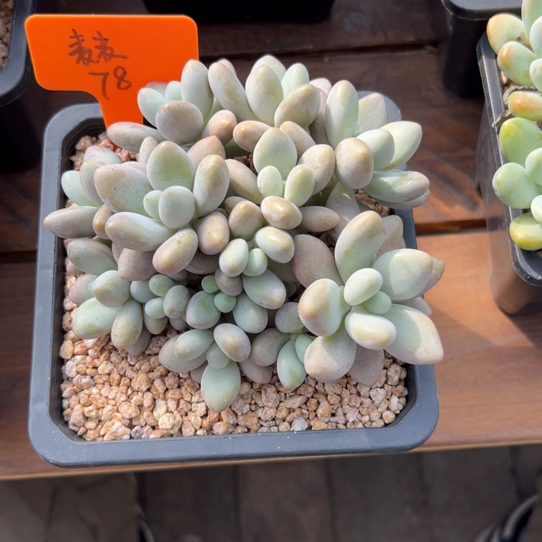 麦***麦蜜多丽111111111111111