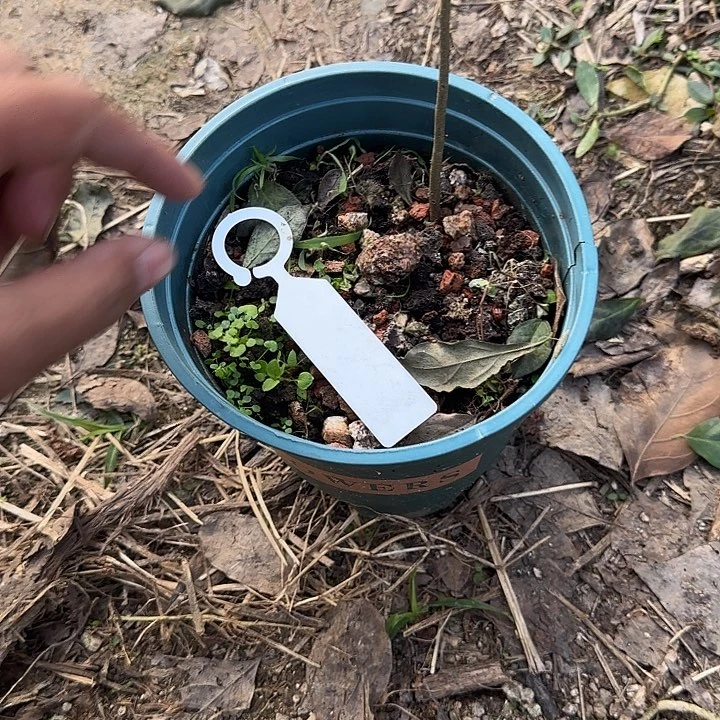 用***8无花朵老鸦柿红满天根苗包邮