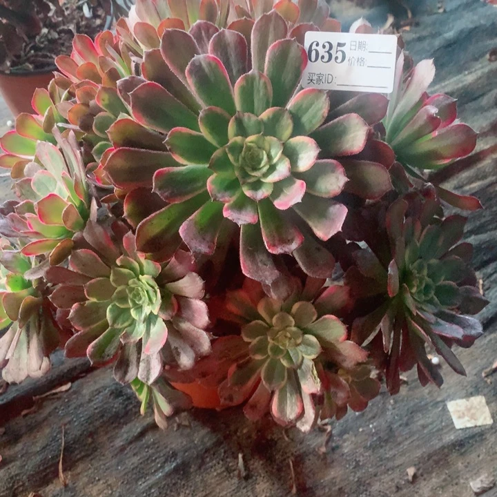 多肉植物烟花635