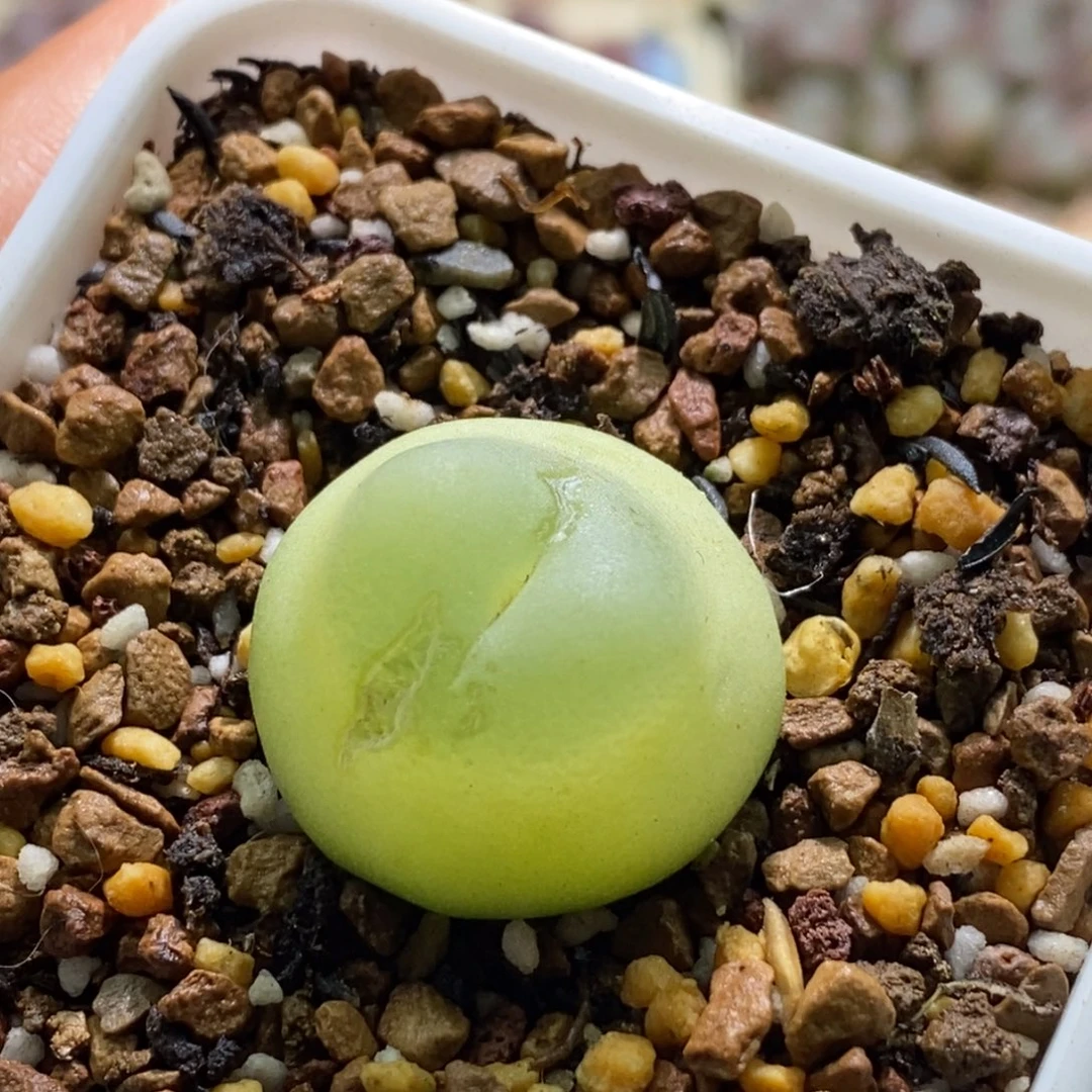 开播福利一颗拉凳子