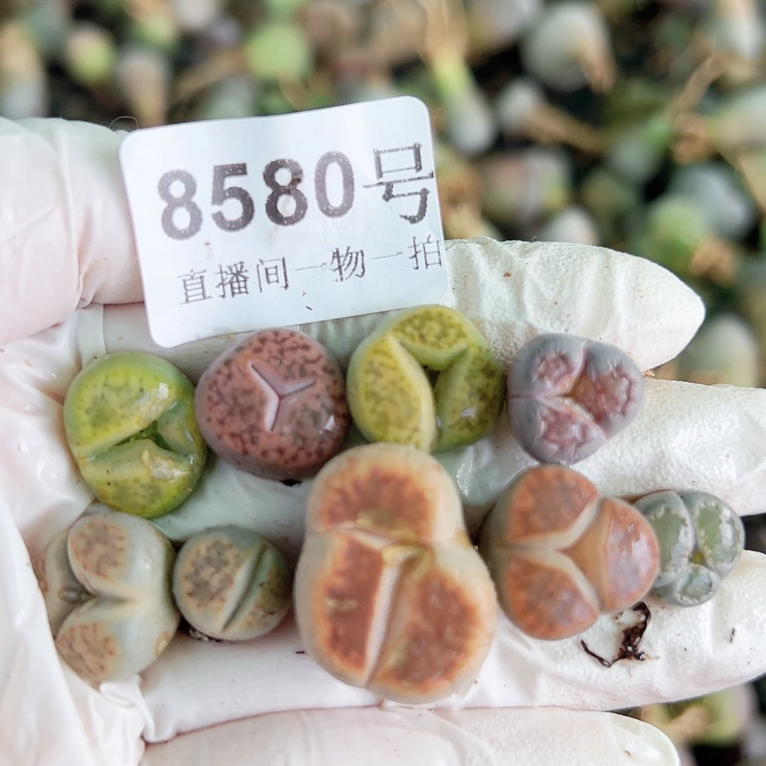 8580 好养易活生石花大母本8个1-2cm